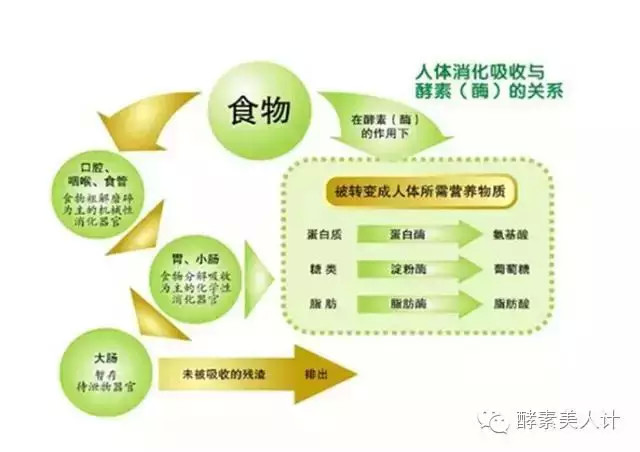 没有酵素 三大营养素就不能被消化吸收